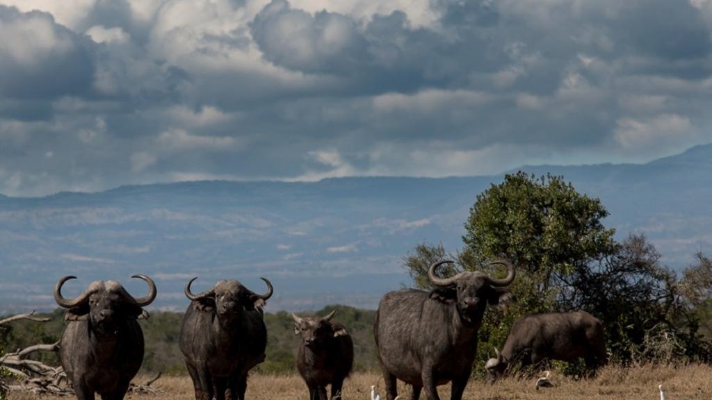 Olpejeta Conservancy and Chimpanzee Sanctuary Tour - Image 4